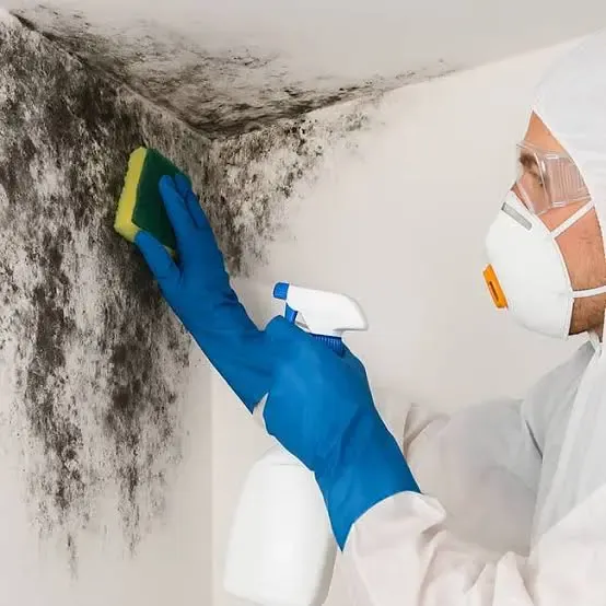 Mold Remediation & Prevention